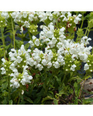Prunella grandiflora Violet Blue