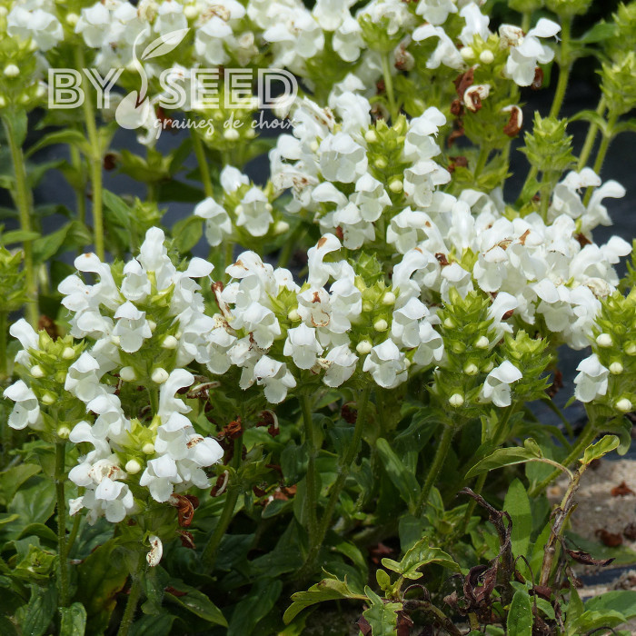 Prunella grandiflora Alba blanche