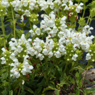 Prunella grandiflora Alba blanche