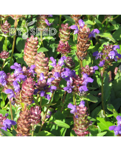 Prunella grandiflora Violet Blue