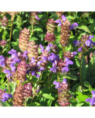Prunella grandiflora Alba blanche