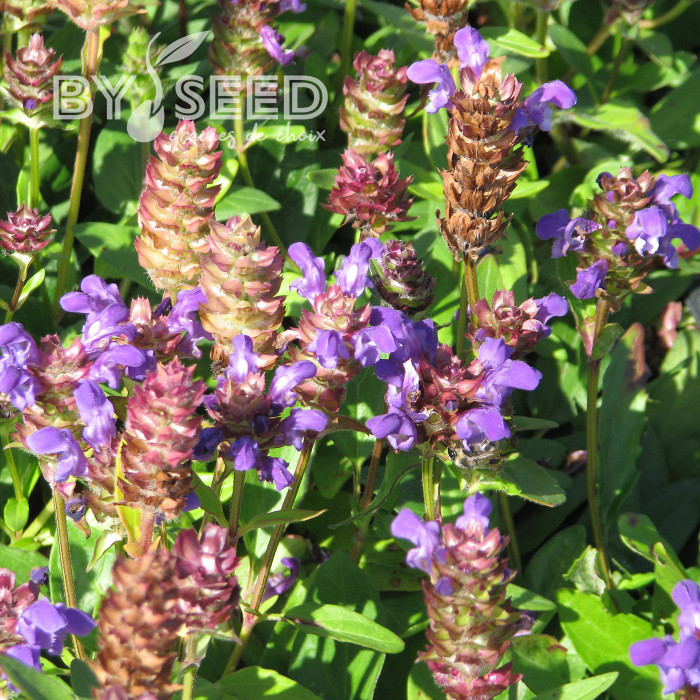 Prunella grandiflora Violet Blue