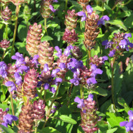 Prunella grandiflora Violet Blue