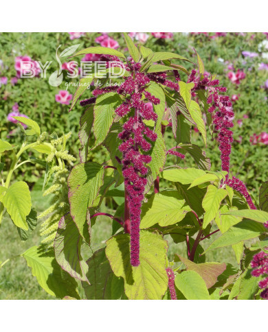 Amarante queue-de-renard Pony Tails