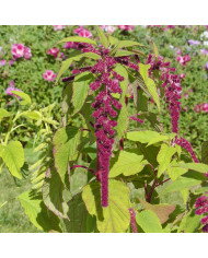 Amarante queue-de-renard Red Cascade