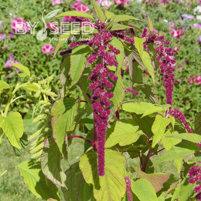 Amarante queue-de-renard Pony Tails