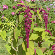 Amarante queue-de-renard Pony Tails