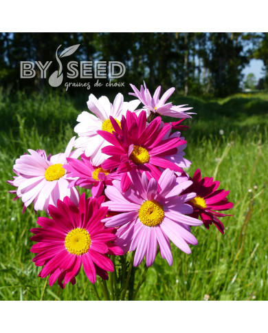 Pyrèthre Robinson's Giants Mix