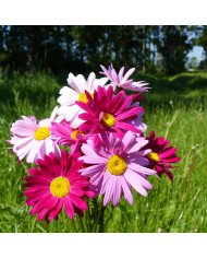 Œillet réglisse - Tagetes filifolia Dropshot