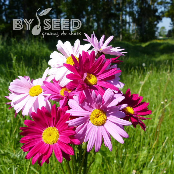 Pyrèthre Robinson's Giants Mix