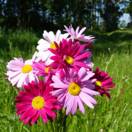 Pyrèthre Robinson's Giants Mix