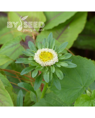 Reine-Marguerite Hulk