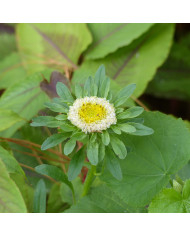 Reine-Marguerite King Size Mix