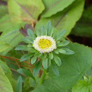 Reine-Marguerite Hulk
