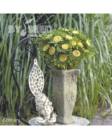 Reine-Marguerite Hulk