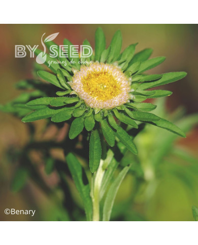 Reine-Marguerite Hulk