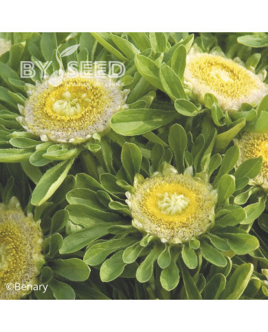 Reine-Marguerite Hulk