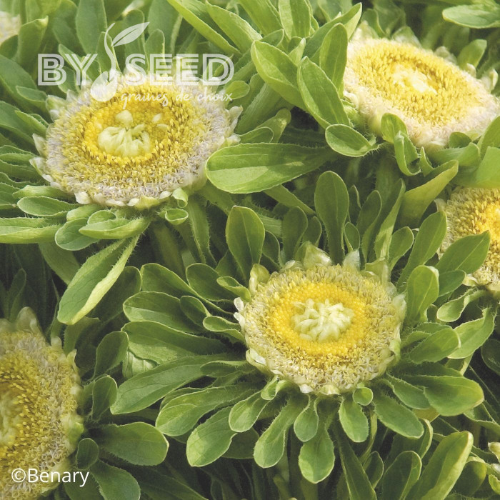 Reine-Marguerite Hulk