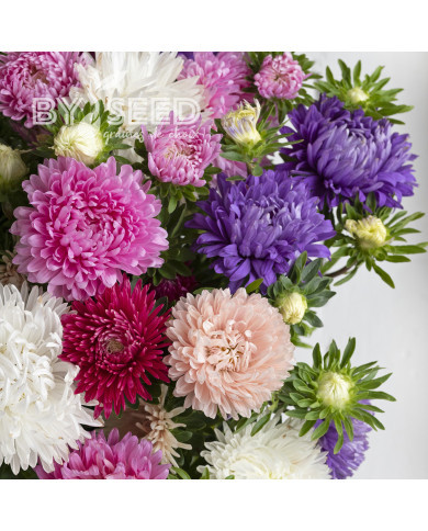 Reine-Marguerite King Size Mix