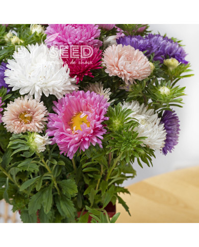 Reine-Marguerite King Size Mix