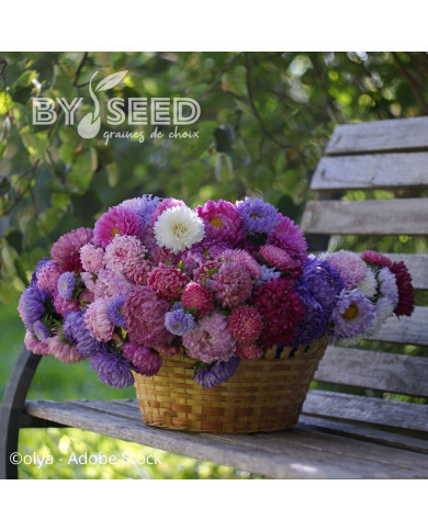 Reine-Marguerite King Size Mix