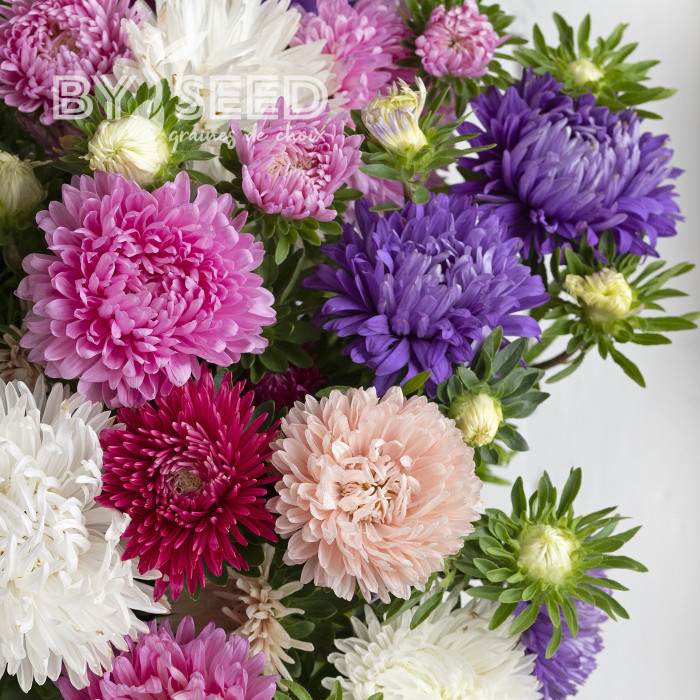 Reine-Marguerite King Size Mix