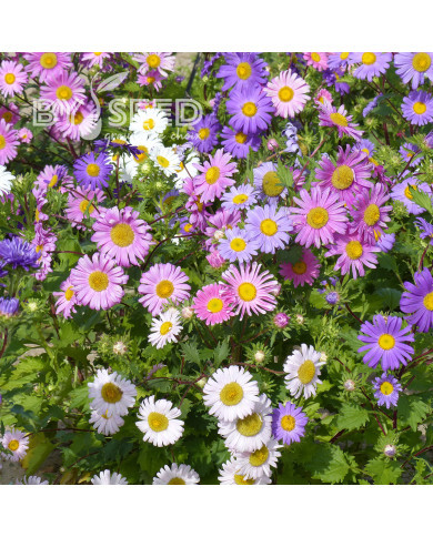 Reine-marguerite Madeleine single Mix