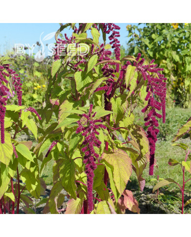 Amarante queue-de-renard Pony Tails
