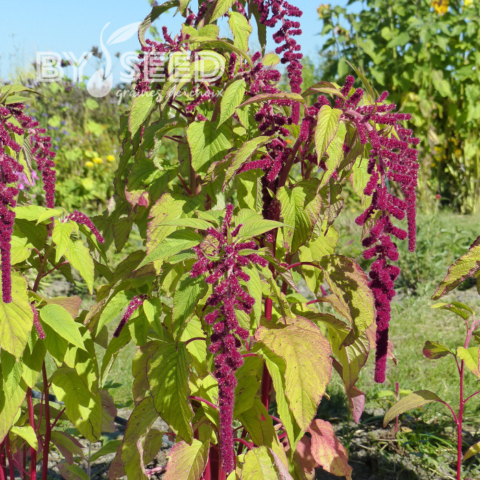 Amarante queue-de-renard Pony Tails