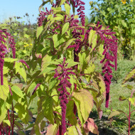 Amarante queue-de-renard Pony Tails