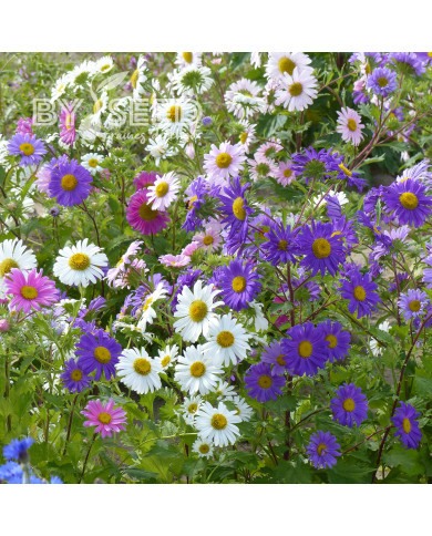 Reine-marguerite Madeleine single Mix