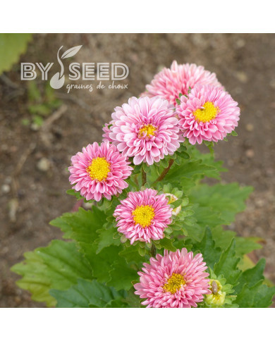 Reine-Marguerite Matsumoto Apricot