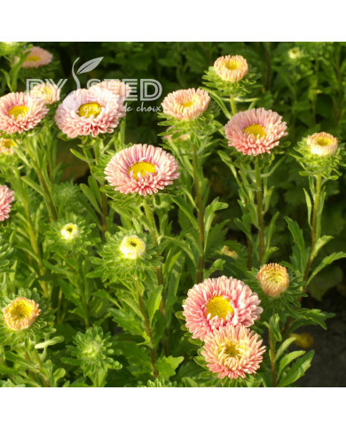 Reine-Marguerite Matsumoto Apricot