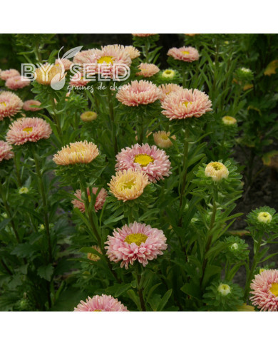 Reine-Marguerite Matsumoto Apricot
