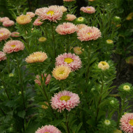 Reine-Marguerite Matsumoto Apricot