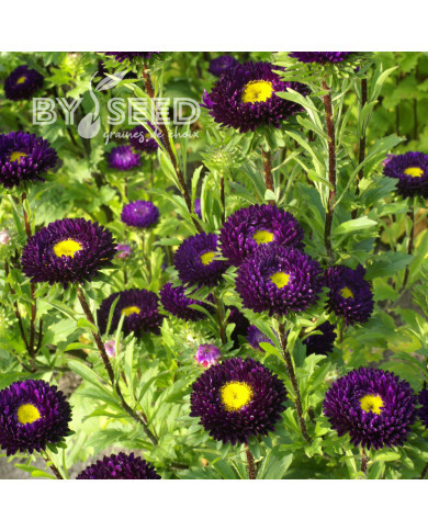 Reine-Marguerite Matsumoto Blue