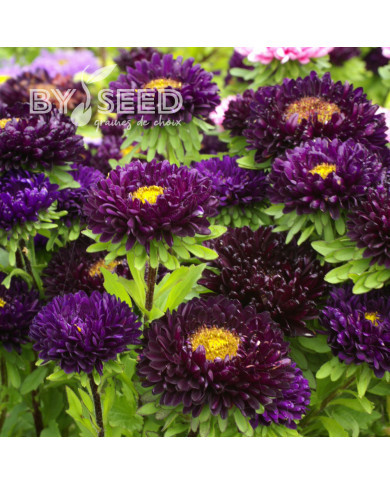 Reine-Marguerite Matsumoto Blue