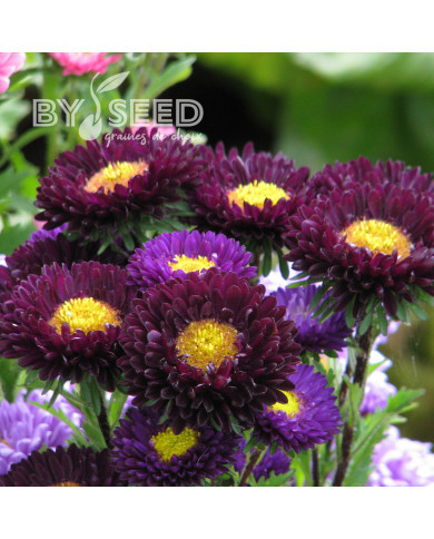 Reine-Marguerite Matsumoto Blue