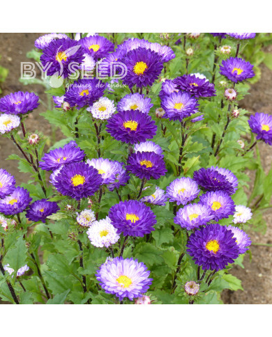 Reine-marguerite Matsumoto Blue Tipped White