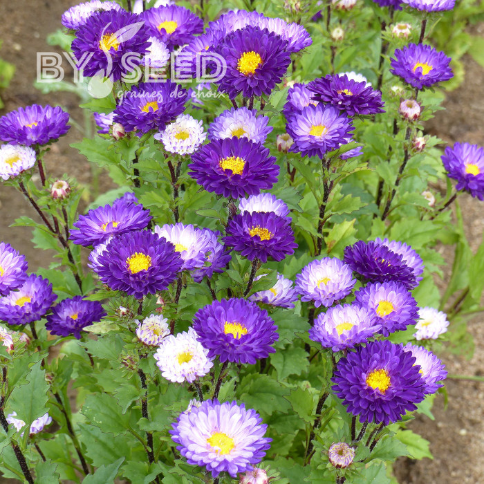 Reine-marguerite Matsumoto Blue Tipped White