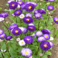 Reine-marguerite Matsumoto Blue Tipped White