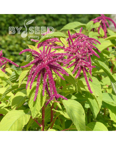 Amarante queue-de-renard Red Cascade