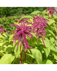 Amarante queue-de-renard Pony Tails