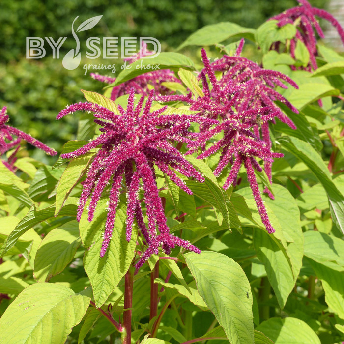 Amarante queue-de-renard Red Cascade