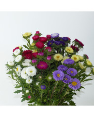 Reine-Marguerite Matsumoto Field-grown Mix BIO