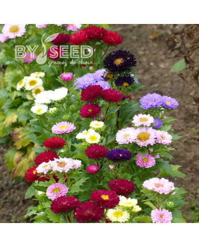 Reine-Marguerite Matsumoto Formula Mixture