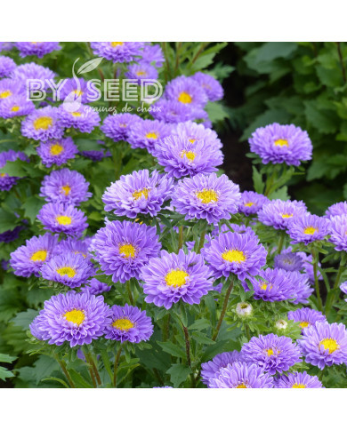 Reine-Marguerite Matsumoto Light Blue