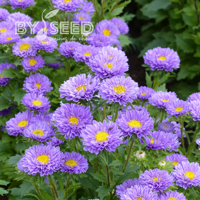 Reine-Marguerite Matsumoto Light Blue