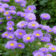 Reine-Marguerite Matsumoto Light Blue
