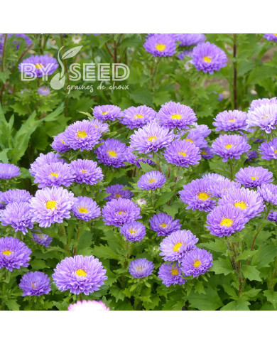 Reine-Marguerite Matsumoto Light Blue